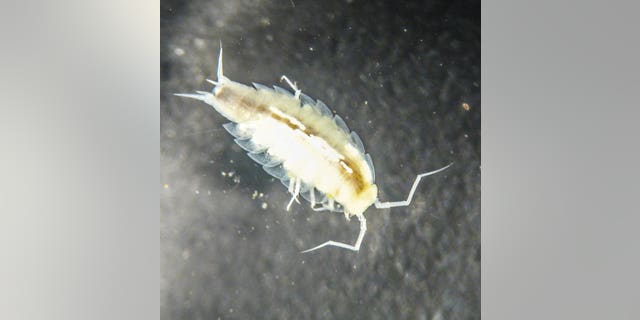 This crustacean from the Alpioniscus species was discovered during the European Space Agency's CAVES 2012 training program. The ancestors of the terrestrial isopods seem to have evolved from aquatic life to live on land. Surprisingly, the astronauts found a species that has returned to living in water, completing an evolutionary full circle. This image was taken by NASA astronaut Mike Fincke as part of the CAVES training.