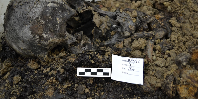 A skull found at the First Baptist Church of Philadelphia's burial ground. Credit: Allison Grunwald