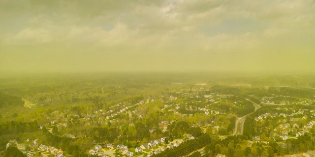 The tree pollen count in Raleigh, North Carolina recently reached the highest level in 6 years.