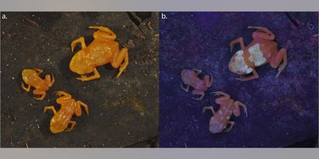 Pumpkin toadlet (Brachycephalus ephippium) under natural light (left) and ultra-violet light (right). (Credit: NYU Abu Dhabi Postdoctoral Associate Sandra Goutte)