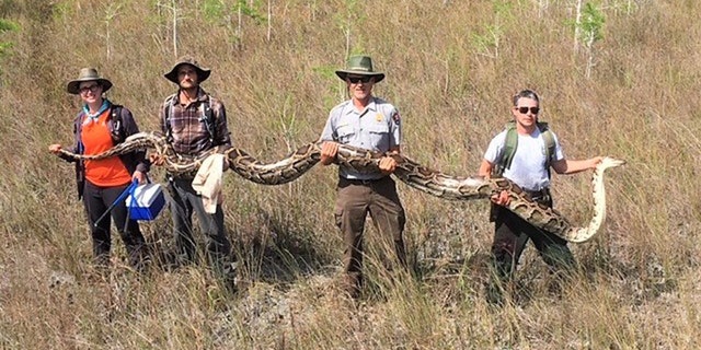 The record setting python is held by a team of four hunters who captured the largest female snake at Big Cypress National Preserve.