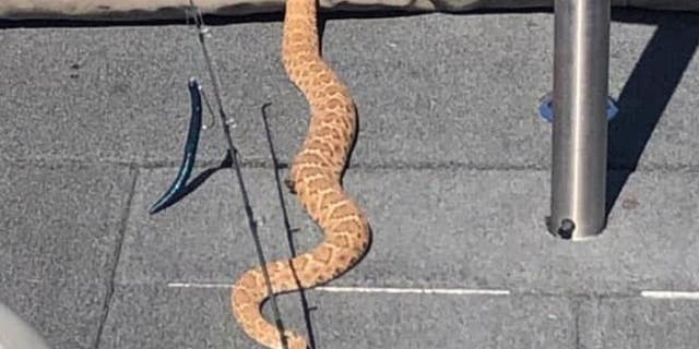 Mark Dalton says a 5-foot-long rattlesnake slithered aboard his boat earlier this month.