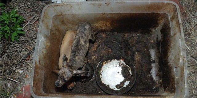 Puppies discovered living in their own feces inside a Florida home that was filled with trash, urine, and feces.
