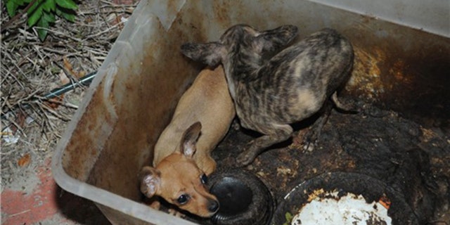 Puppies found they were living in their own feces in a Florida house full of garbage, urine and feces.