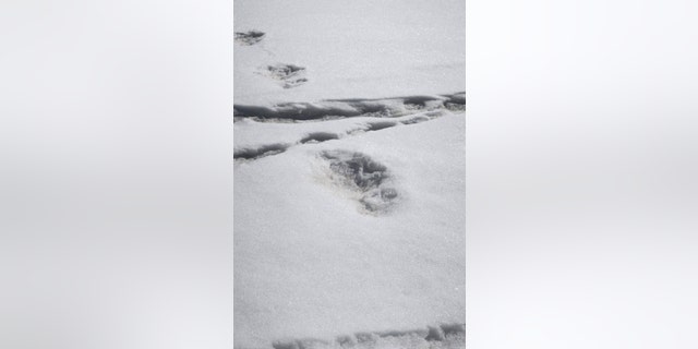 Largely regarded by the scientific community as a myth, the Yeti is part of Nepali folklore and is said to live high in the snow-capped Himalayas. In a tweet accompanied by pictures, the Indian army said it had sighted footprints measuring 32 by 15 inches (81 by 38 cm) close to a camp near Mount Makalu. Indian Army/via REUTERS