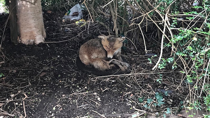 English animal rescuers jump to rescue of 'sick' fox that's actually taxidermied animal