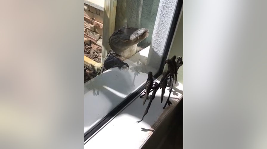 Alligator surprises homeowner, bangs on glass