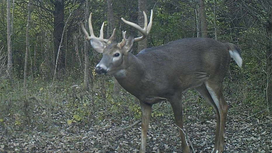 Ex Outdoor Channel Host Pleads Guilty To Deer Poaching Fox News Jerkofftocelebs is the best place to share and jerk off to images of your favorite female celebrities. ex outdoor channel host pleads guilty