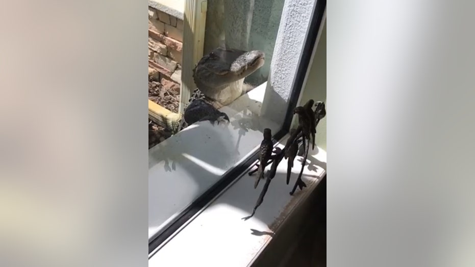 Alligator Surprises Florida Homeowner Scratches Up Windows And