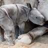 After an over 15-month pregnancy, “Akuti,” a 7-year-old Greater One Horned Indian Rhinoceros, gave birth as a result of induced ovulation and artificial insemination at Zoo Miami, April 23, 2019.