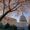 The Capitol is framed amid blooming cherry trees in Washington, April 1, 2019. 