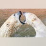 Polar bears Nanuq and Vera play in their enclosure at the Tierpark Zoo in Nuremberg, Germany, April 11, 2019.