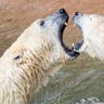 Polar bears Nanuq and Vera play in their enclosure at the Tierpark Zoo in Nuremberg, Germany, April 11, 2019.