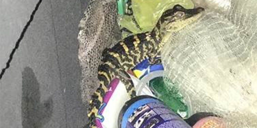 Florida woman pulls alligator from her pants during traffic stop