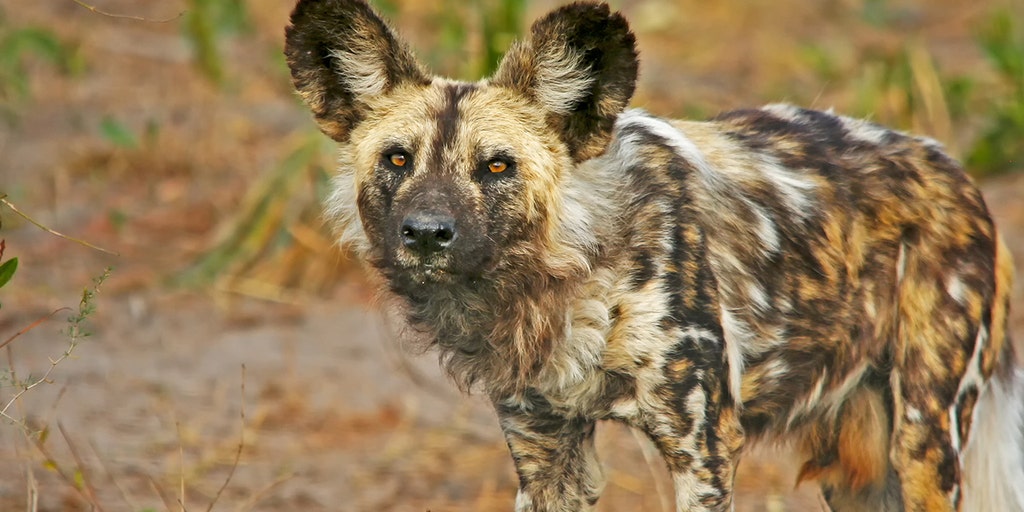 african hunting dog for sale