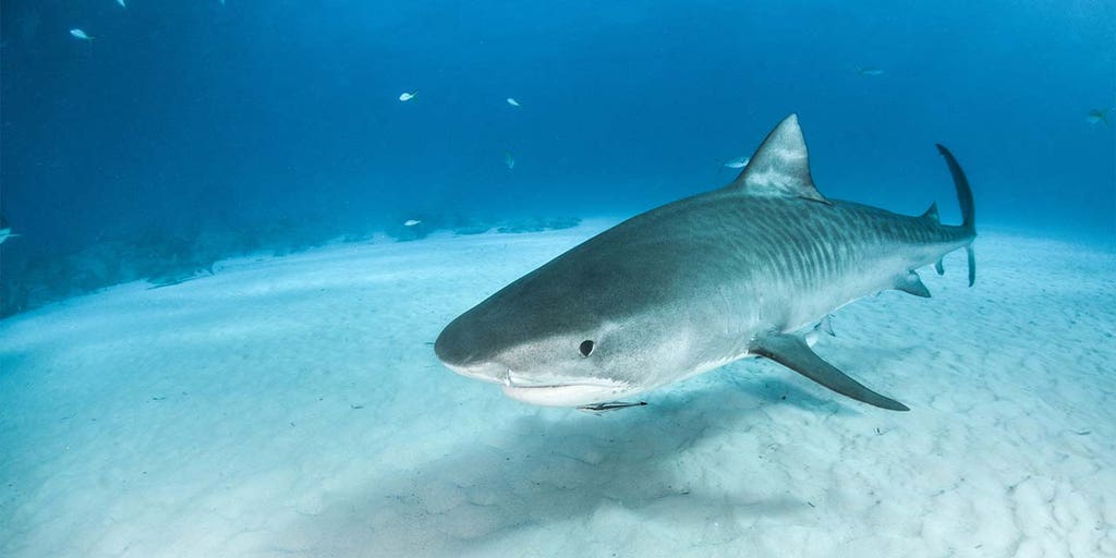 Fisherman claims to smash 38-year record with 'truly special' tiger shark  catch | Fox News