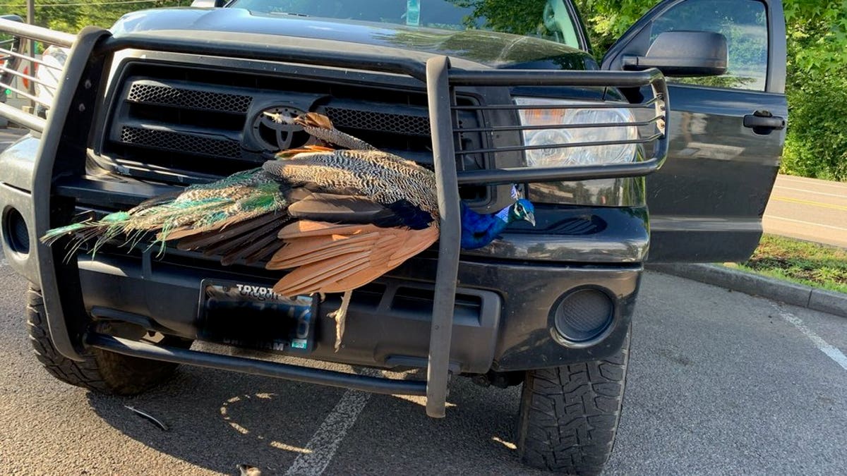 An Oregon woman said she hit a peacock while driving 50 mph on Highway 224. 