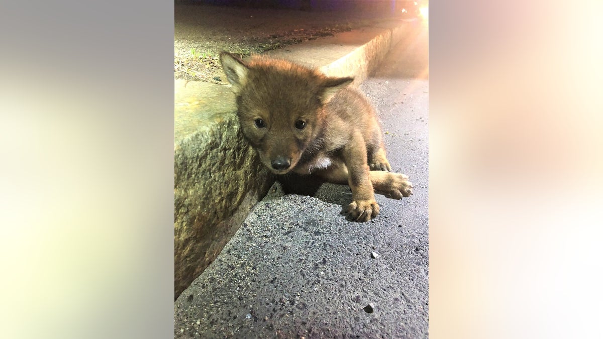 Trooper Carlo Mastromattei discovered a coyote pup when he responded to a call about a wounded dog earlier this month.