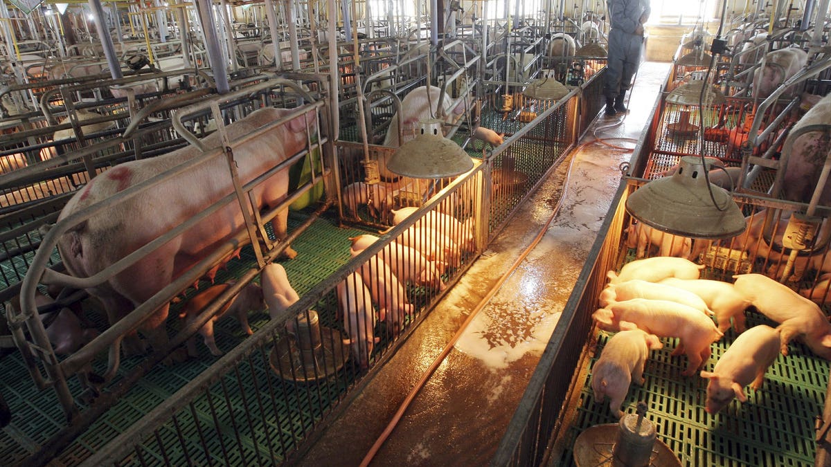 In this April 29, 2009, file photo, a South Korean farmer sprays disinfectant against a possible swine flu outbreak at a port farm in Paju, South Korea. South Korea is scrambling to prevent the spread of the highly contagious African swine fever on its pig herds after North Korea confirmed an outbreak at a farm near its border with China.