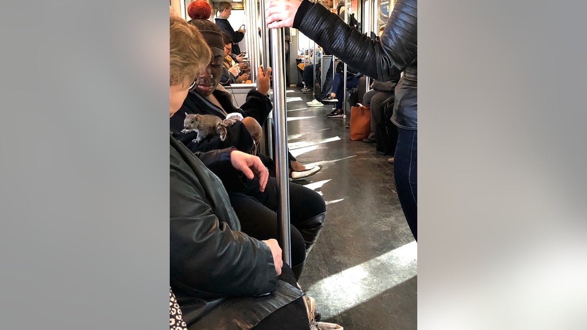 A squirrel is perched on the arm of a Red Line Massachusetts Bay Transportation Authority commuter trolley as the train passes through the Dorchester neighborhood of Boston. (Rosanne Foley via AP)