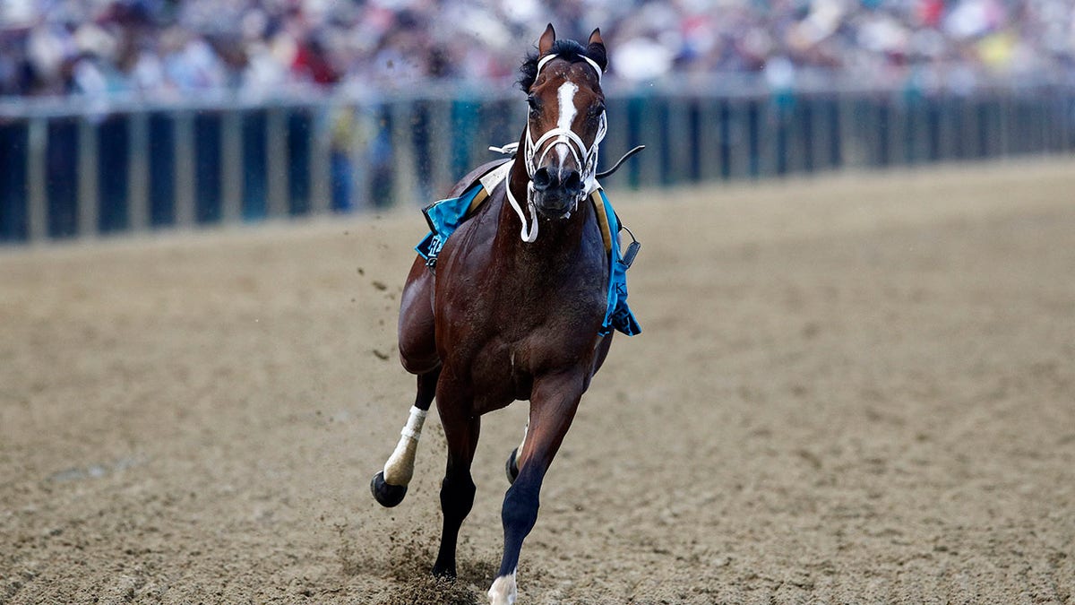Bodexpress runs in the 144th Preakness Stakes horse race without John Velazquez at Pimlico race course, Saturday, May 18, 2019, in Baltimore. War of Will, ridden by Tyler Gaffalione won. (Associated Press)