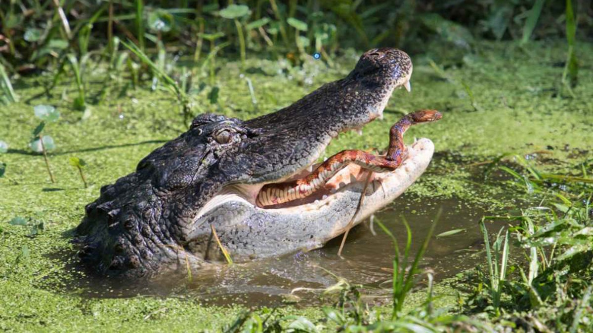 Jesse and Linda Waring, who run BirdWalk Photography, were walking around the Circle B Bar Reserve in Lakeland, Fla., over the weekend when Jesse saw an alligator with a snake in its mouth.