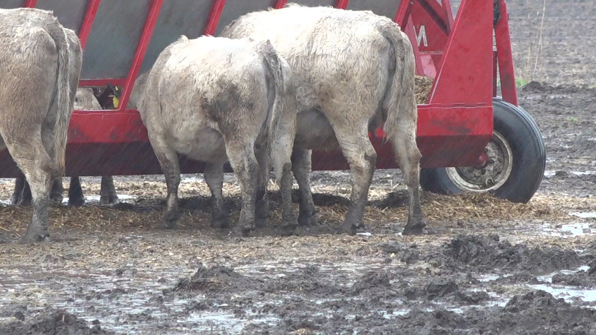 Cattle on Ethan Vorhes Farm