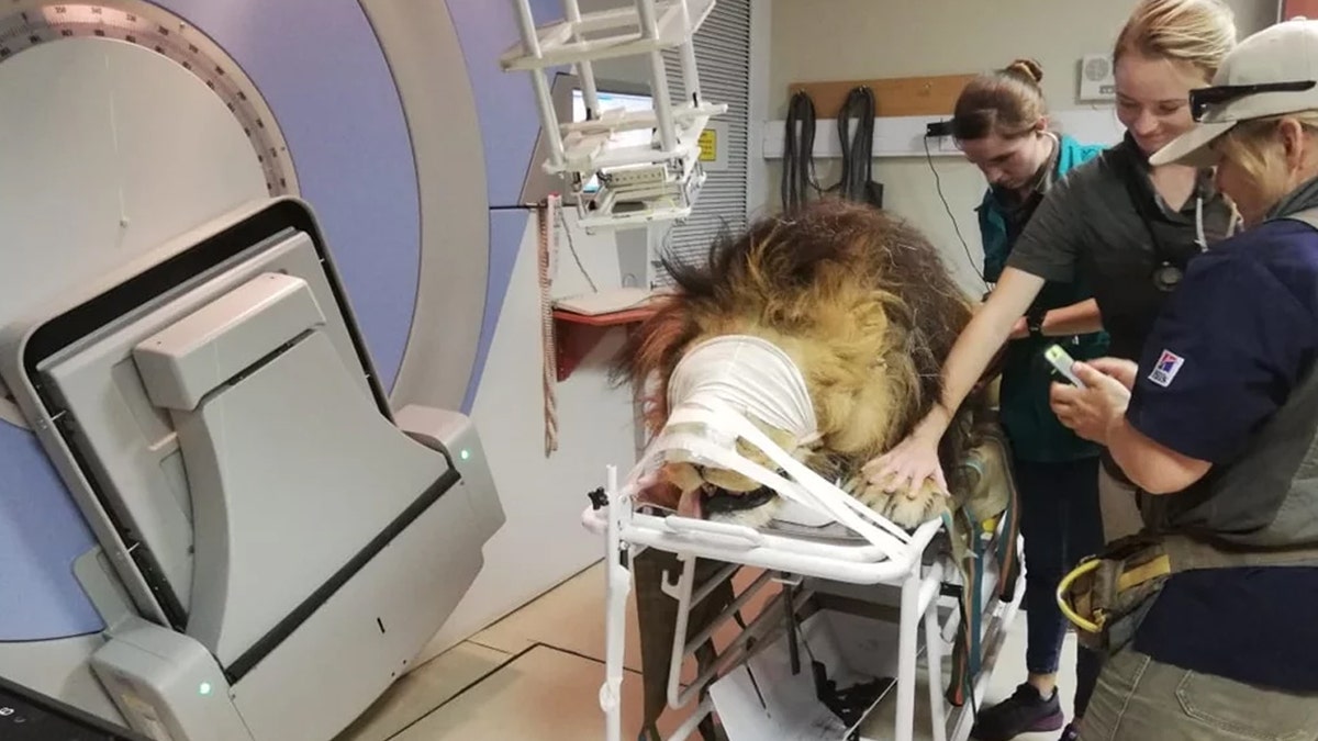 The lion will reportedly undergo a total of four radiation treatments at the hospital.