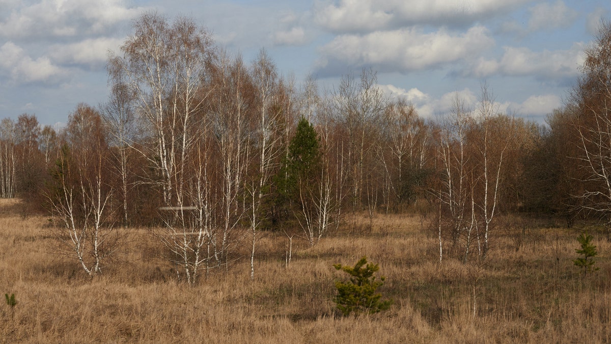 File photo: Part of the Red Forest, which was formerly known as the Wormwood Forest.