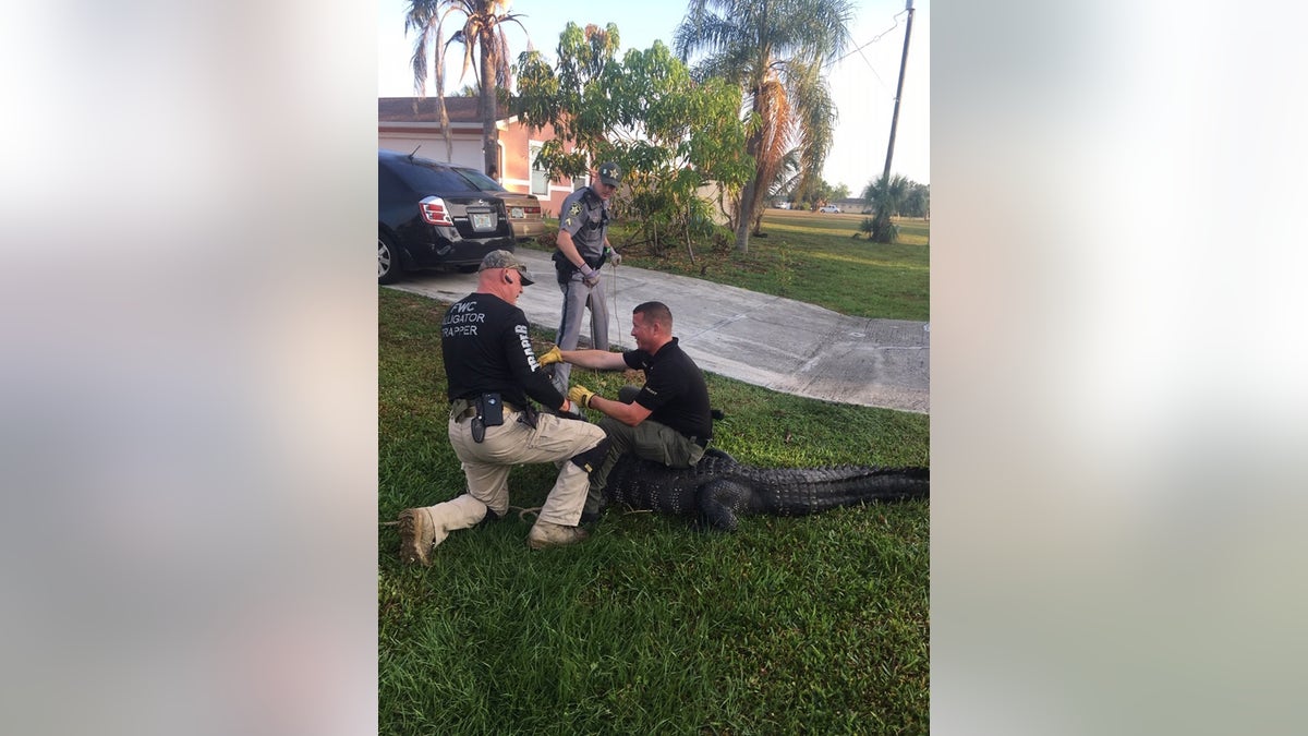 Officials from the Collier County Sheriff's Office had to be called in to wrangle a 9-foot alligator who was discovered near a children's school bus stop in Florida on Thursday morning.