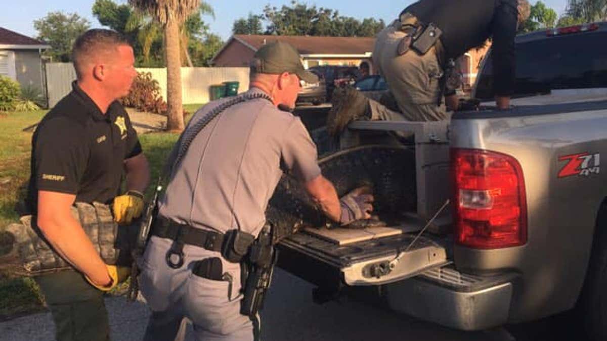 In a video of the capture, also posted on social media by the sheriff’s office, the gator can be heard hissing at the wranglers with its mouth wide open. However, the sheriff's office said no one was injured during the incident. 