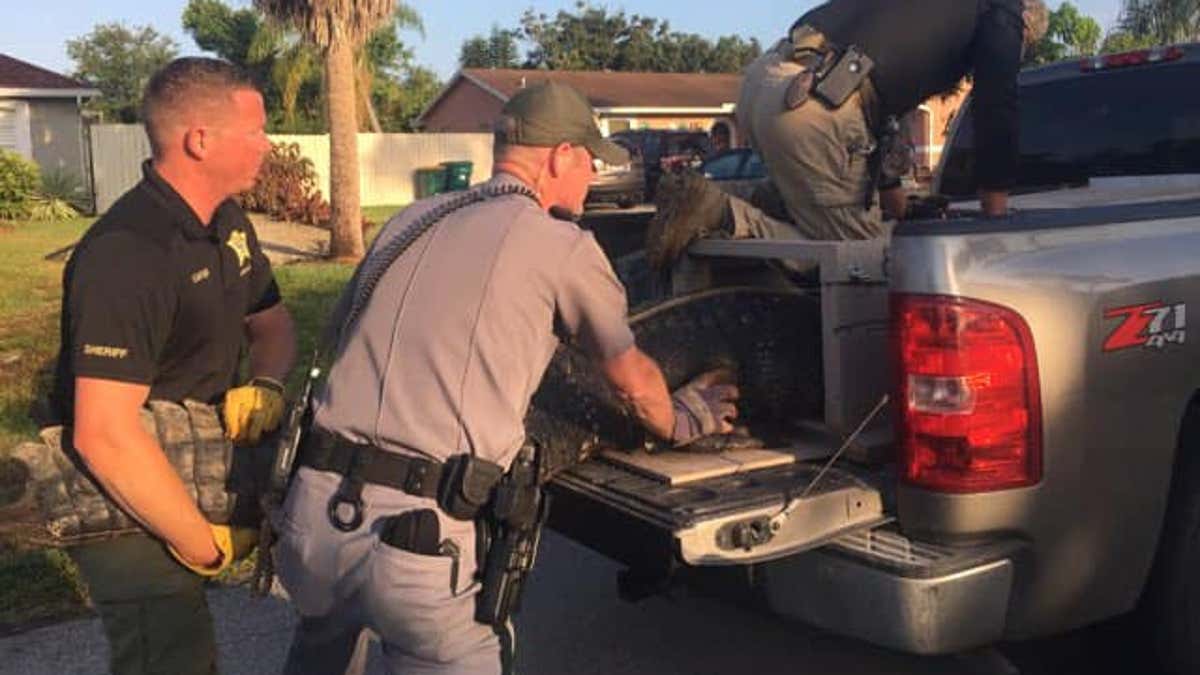 In a video of the capture, also posted on social media by the sheriff’s office, the gator can be heard hissing at the wranglers with its mouth wide open. However, the sheriff's office said no one was injured during the incident.?