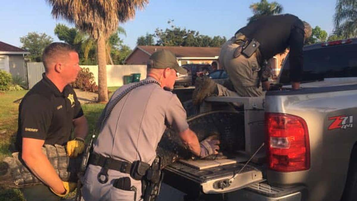 In a video of the capture, also posted on social media by the sheriff’s office, the gator can be heard hissing at the wranglers with its mouth wide open. However, the sheriff's office said no one was injured during the incident.
