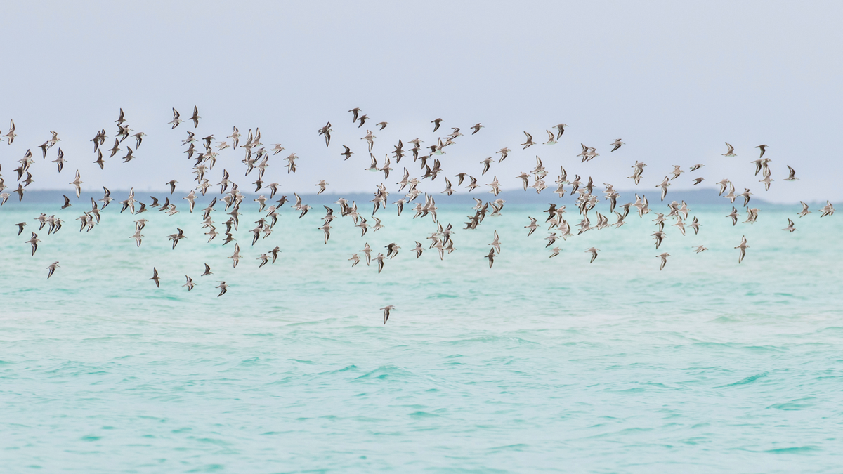 This 2016 photo provided by Audubon shows a flock of Piping Plover and other shorebirds as they fly over the ocean in the Berry Islands, Bahamas. (Camilla Cerea/Audubon via AP)