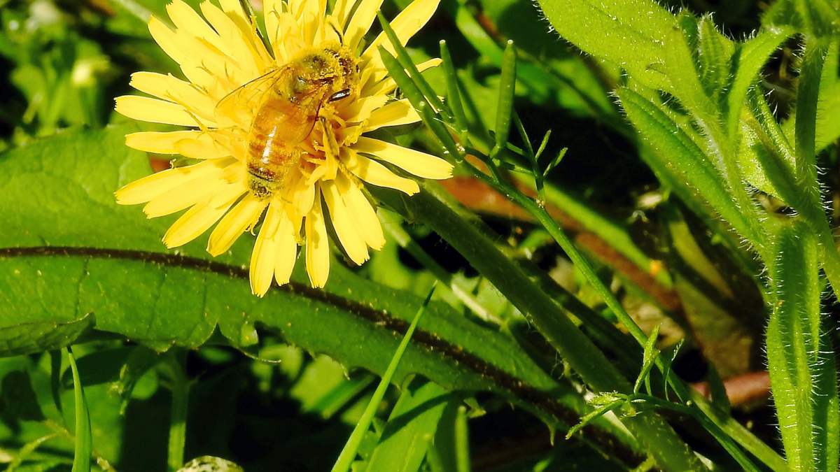 pollen