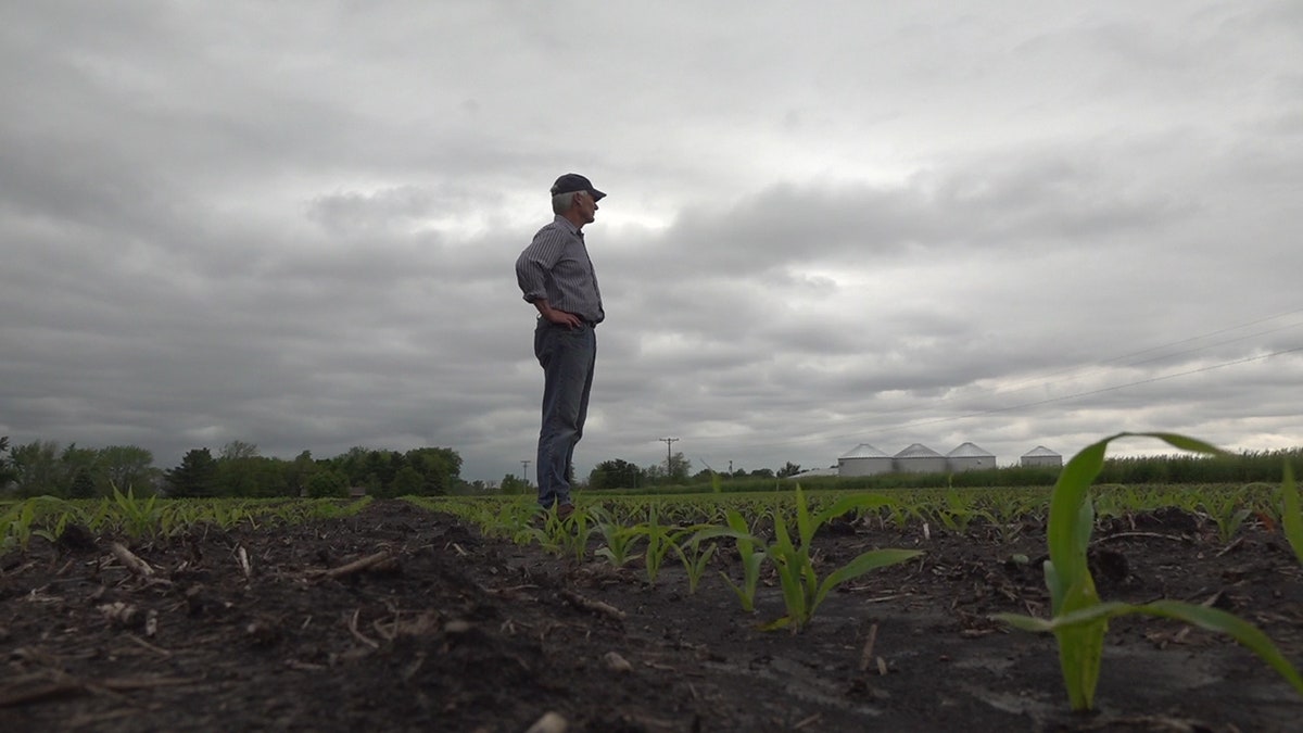 Illinois farmer Paul Jeschke looks out on his corn crop. The wet season has prevented him from planting 90 percent of his corn crop.