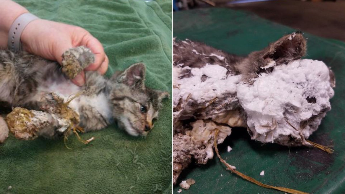 An 8-week old male kitten was discovered encased in spray foam and hanging upside down in a trash can in Oregon earlier this month.