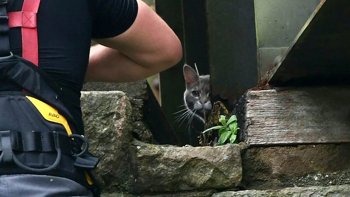 Hatty, a 5-year-old cat, decided not to be rescued from the Royal Albert Bridge on Friday, and decided to later walk home instead.