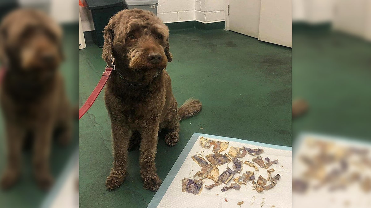 Ozzie, a 9-year-old labradoodle, can be seen next to the cash he ate after a letter came in through his owner's letterbox on Monday.