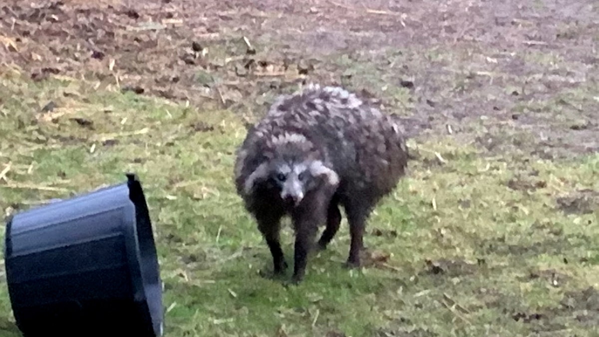 The raccoon dog roaming in the paddock next to Mandy Marsh's home.