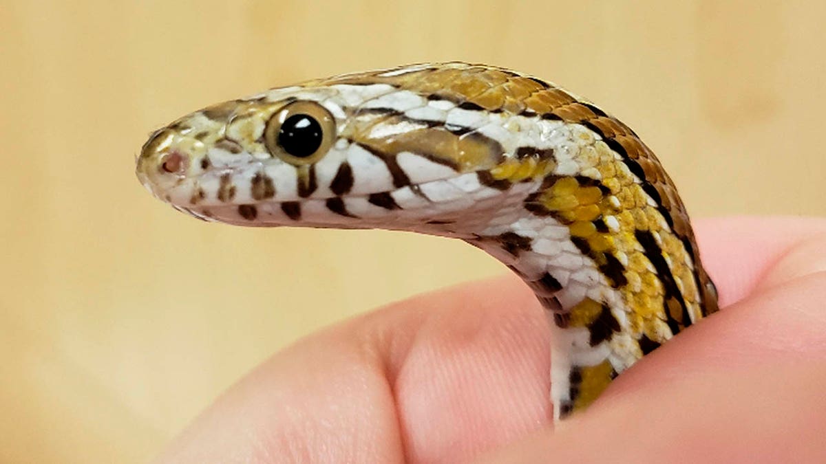Penelope the corn snake (pictured) escaped her 12-year-old owner in Evanston, Ill., this week and made her way into a neighbor's washing machine. (Chicago Exotics via AP)