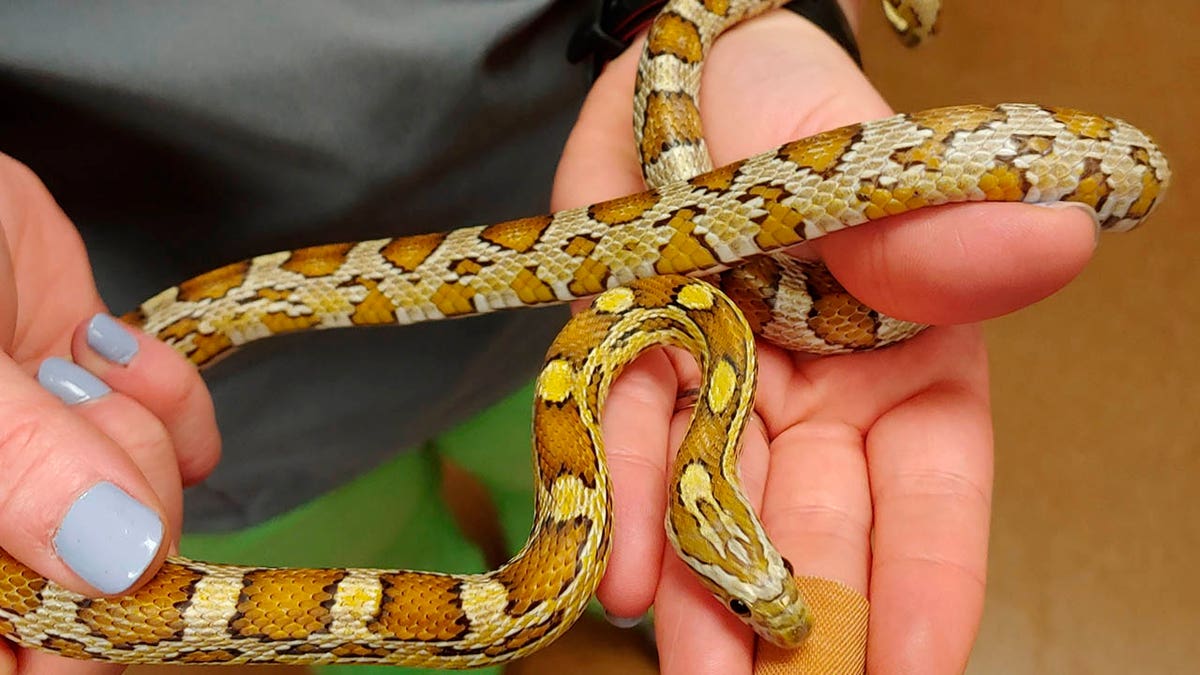 Penelope survived a wash cycle inside the washing machine before she was discovered by Sanela Kamencic on Wednesday. After the snake was examined at the Chicago Exotics Animal Hospital, she was reunited with her owner. (Chicago Exotics via AP)