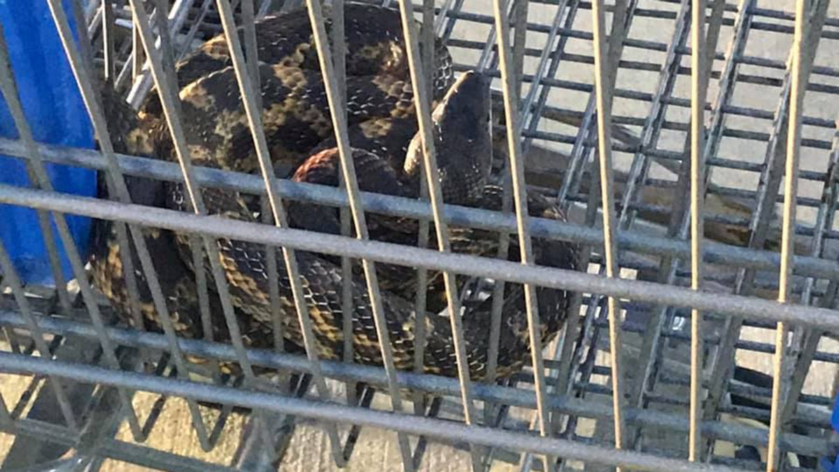An officer discovered the large rat snake after hearing a "loud scream" in the parking lot of a Walmart in Texas.
