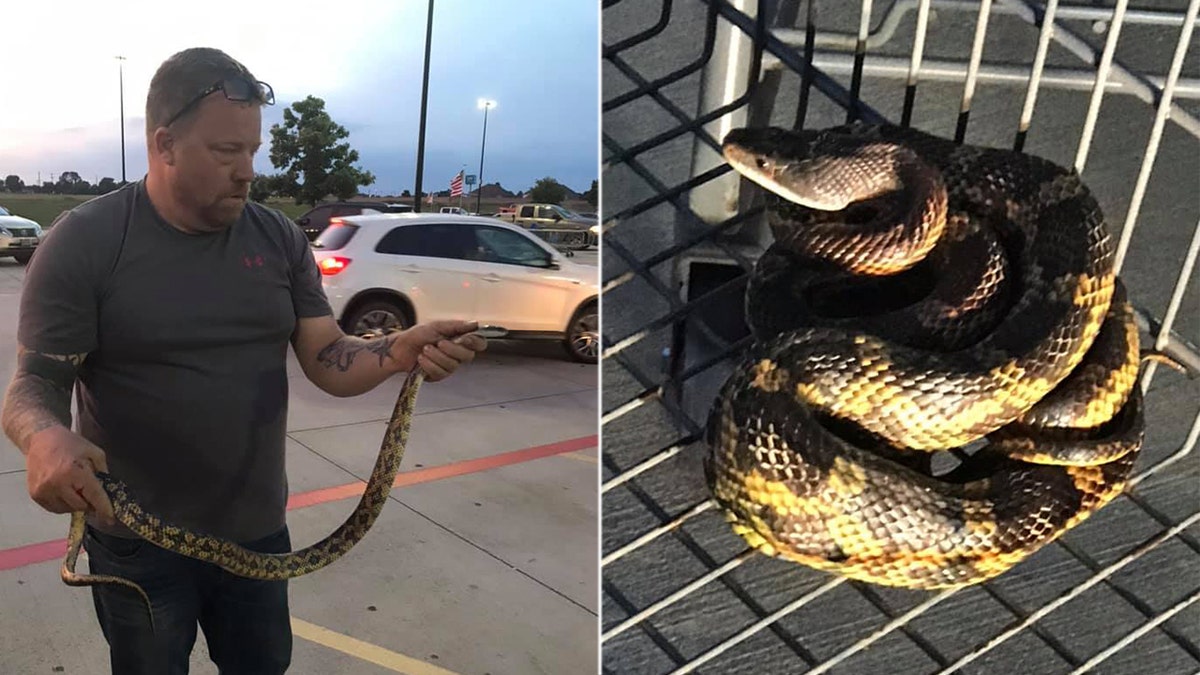 The one person bit by the large rat snake was a man known as "The Snake Charmer" brought in to contain the reptile.