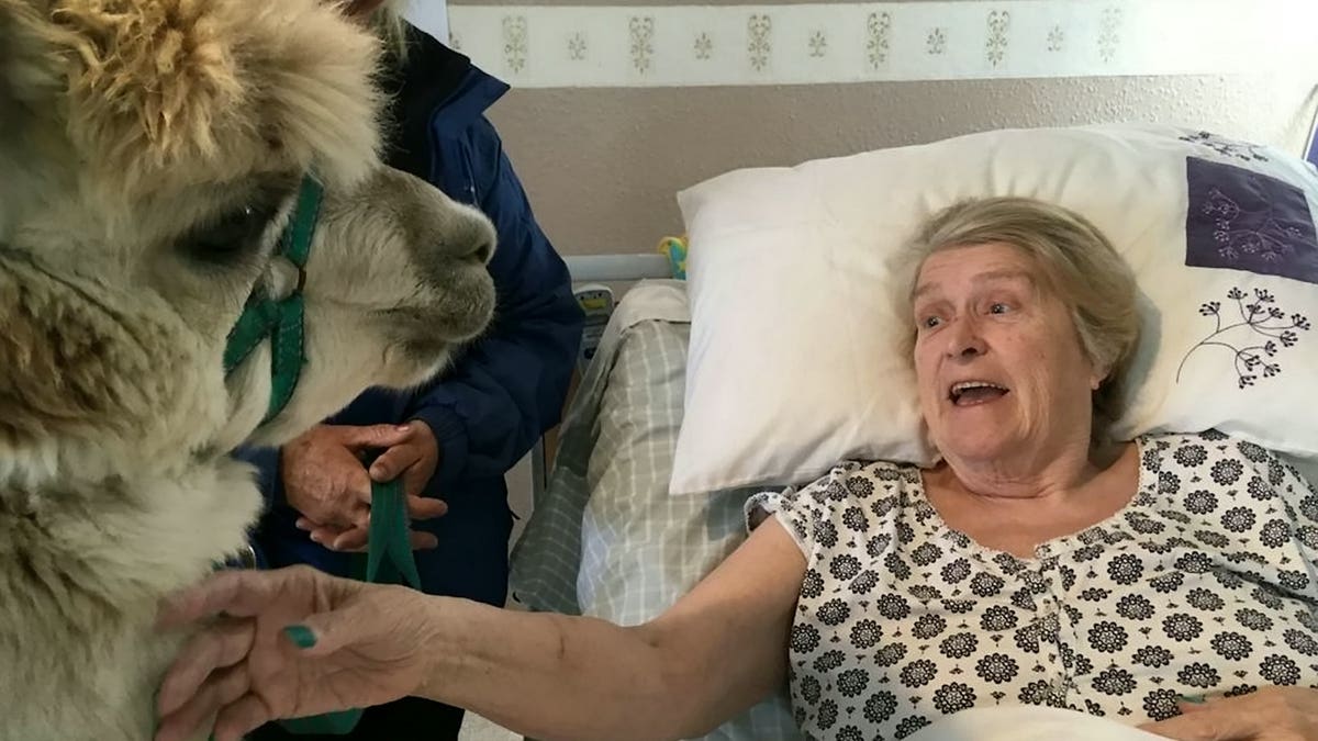 Helen Hancox met Cosmo in her home after she saw an alpaca on TV and told her daughter she wanted to pet one.