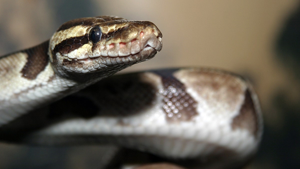 Monty, a ball python like the one pictured above, remains at-large, his owners said. (iStock)
