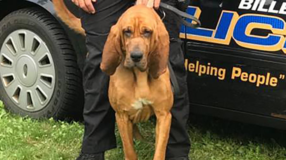 Blue served in the Billerica Police Department's K-9 unit before having his front right leg amputated to treat his cancer.