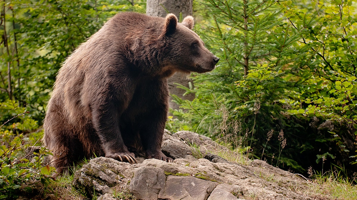 A man was riding his bike along a river in Alaska when a brown bear mauled him, causing puncture wounds. 