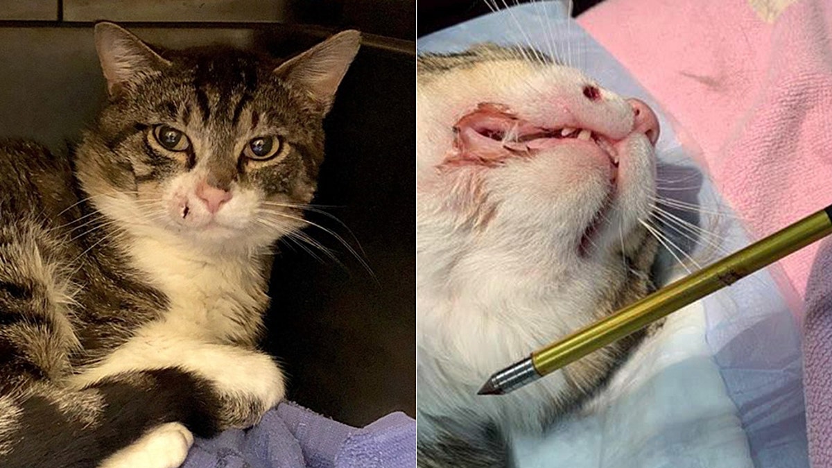 A "community cat" in Howell, N.J., was recovering after being shot in the face with a crossbow, authorities said.