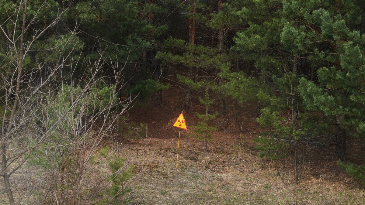 The Red Forest is close to the Chernobyl nuclear reactor site.